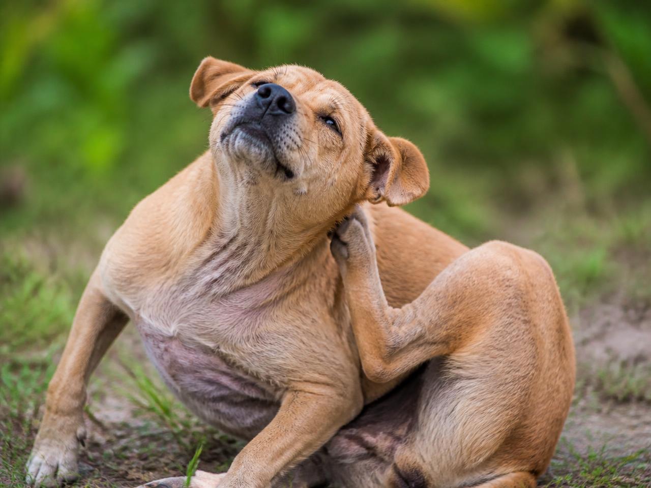 Hund kratzt sich mit dem Hinterbein am Hals und Ohr – typisches Zeichen für Juckreiz