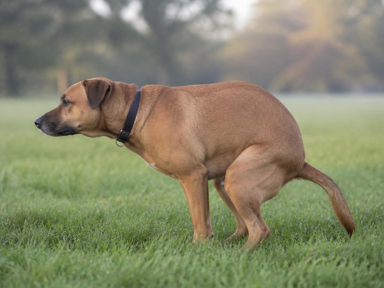 Hund im Profil beim Kotabsatz auf einer Wiese